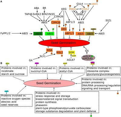 Advances on Post-translational Modifications Involved in Seed Germination